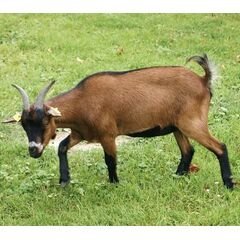 cabrito_30kg_carnes_caprino.jpg Cabrito 30Kg