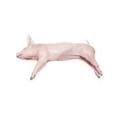 leitao_grande_carnes_suino.jpg Leitão Grande